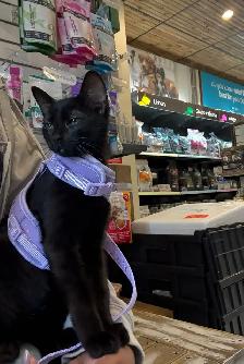 Black Russian Blue Kittens for Rehoming - Photo 10