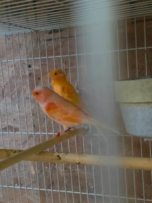 Pair of Canaries