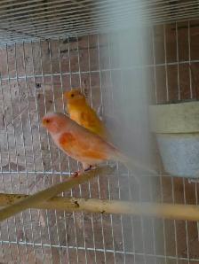 Pair of Canaries