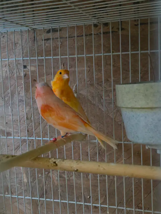Pair of Canaries - Photo 2