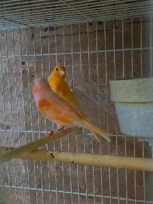 Pair of Canaries - Photo 2