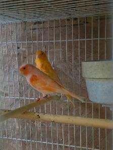 Pair of Canaries - Photo 3