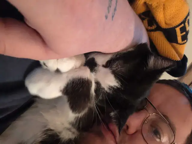 Do you need a dog and cat sitter?