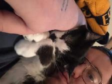 Do you need a dog and cat sitter?