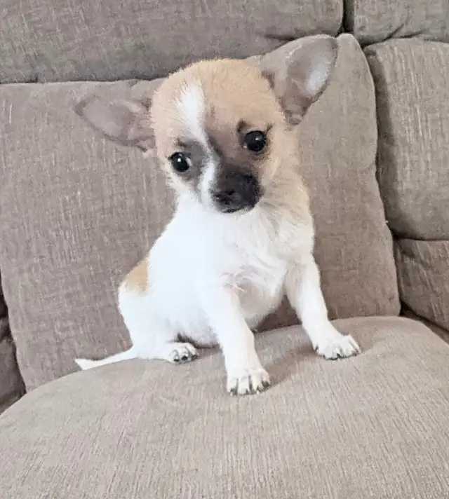 2 male chihuahuas - Photo 2