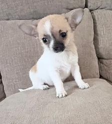 2 male chihuahuas - Photo 2