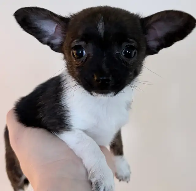 2 male chihuahuas - Photo 3