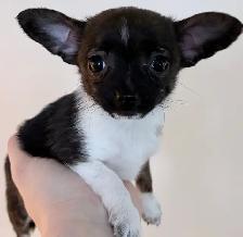 2 male chihuahuas - Photo 3