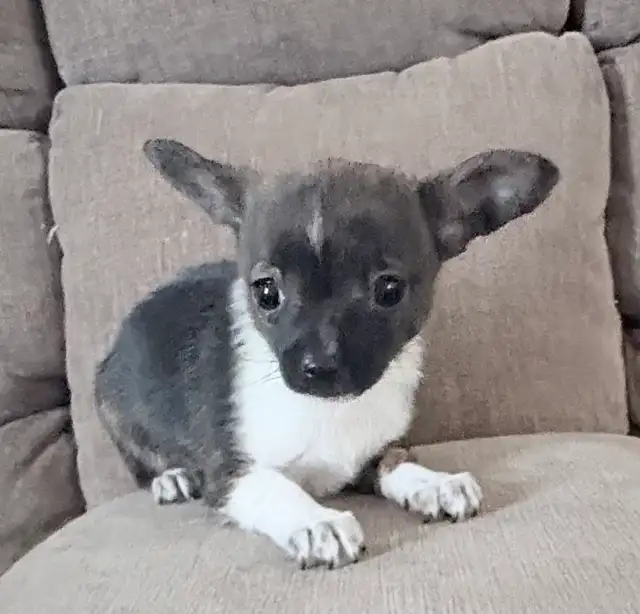 2 male chihuahuas - Photo 4