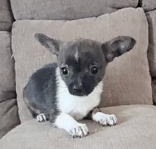 2 male chihuahuas - Photo 4