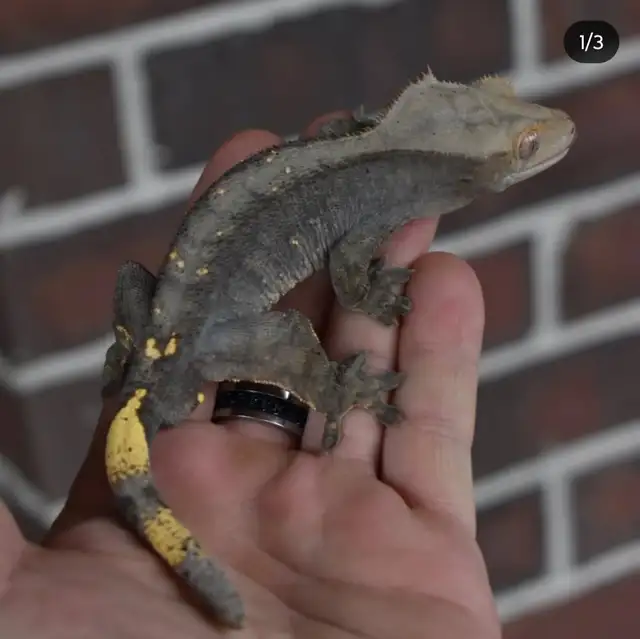 Unique Crested Gecko Male