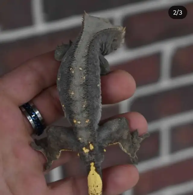 Unique Crested Gecko Male - Photo 2