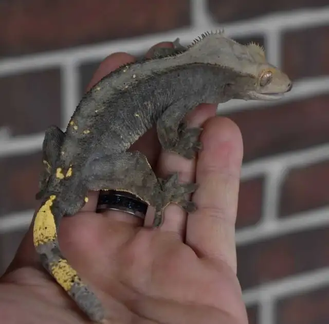 Unique Crested Gecko Male - Photo 3