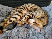 Cat sitter / Garderie pour chat - Photo 2