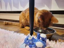 Cat sitter / Garderie pour chat - Photo 3