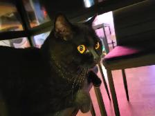 Cat sitter / Garderie pour chat - Photo 5