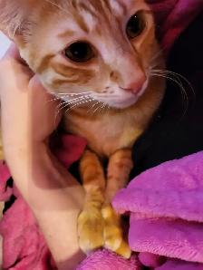 Cat sitter / Garderie pour chat - Photo 10