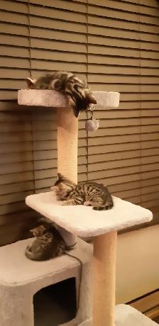 Magnifiques Chatons Bengal - Photo 3