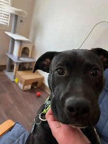 Professional Petsitting/Houseitting by Registered Vet Tech