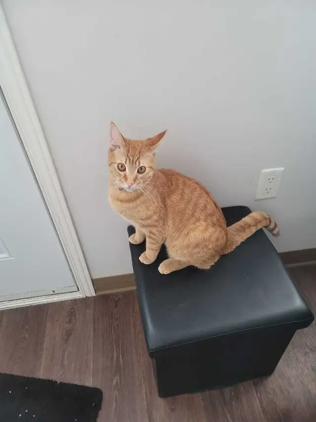 Professional Petsitting/Houseitting by Registered Vet Tech - Photo 2