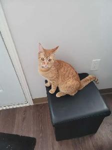 Professional Petsitting/Houseitting by Registered Vet Tech - Photo 2