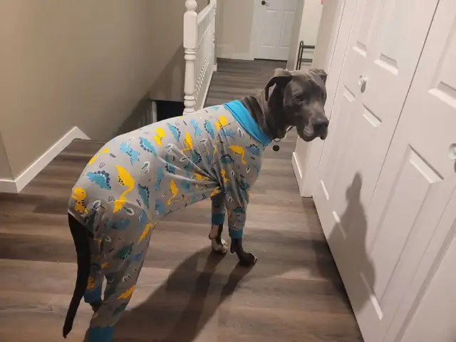 Professional Petsitting/Houseitting by Registered Vet Tech - Photo 3