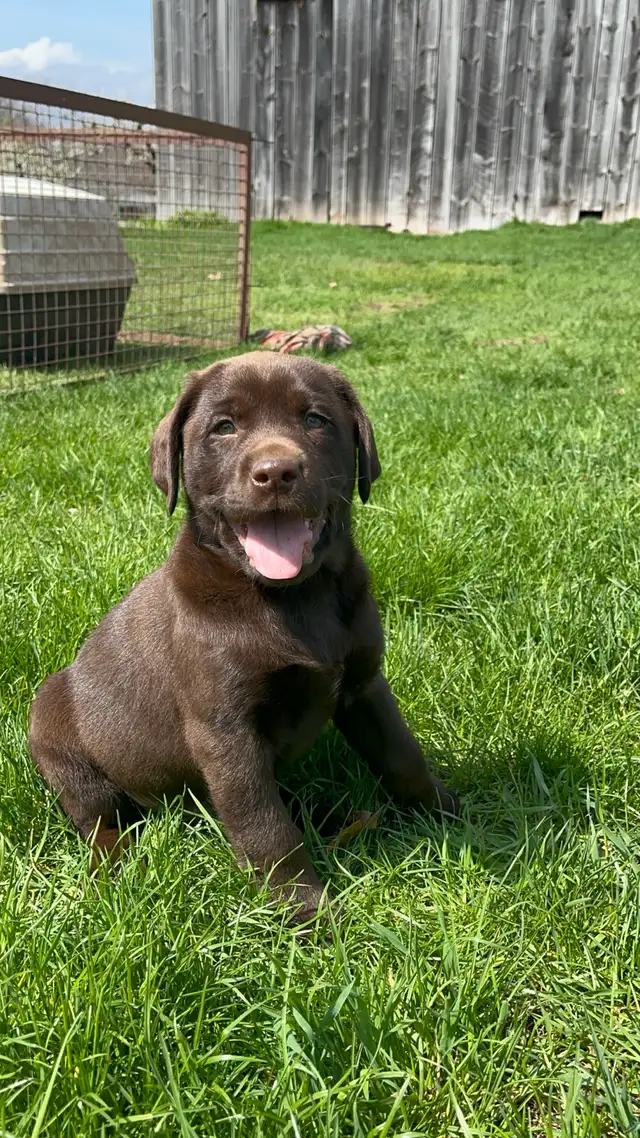 Purebred Lab Puppies