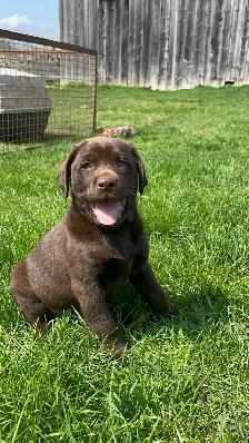 Purebred Lab Puppies