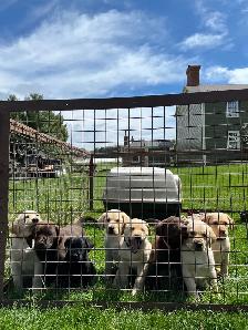Purebred Lab Puppies - Photo 2