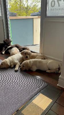 Purebred Lab Puppies - Photo 3