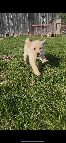 Purebred Lab Puppies - Photo 4
