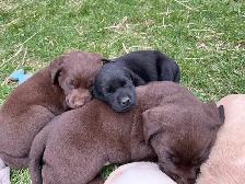 Purebred Lab Puppies - Photo 5