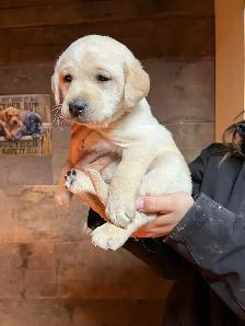 Purebred Lab Puppies - Photo 6