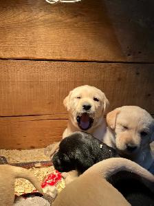 Purebred Lab Puppies - Photo 8