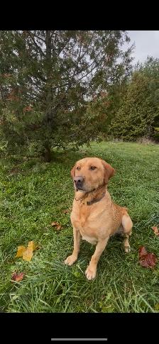 Purebred Lab Puppies - Photo 9