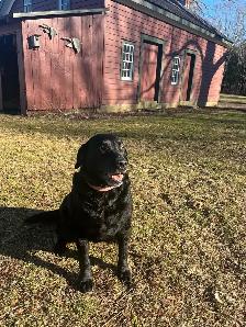 Purebred Lab Puppies - Photo 10