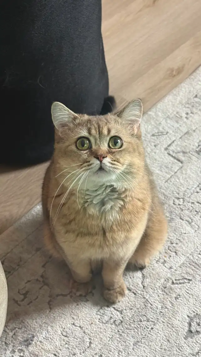 British Male - Photo 2