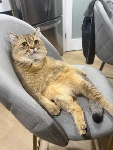 British Male - Photo 3