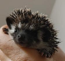 ♥♥♥170 Magnus badger mask baby boy hedgehog!Delivery habitats in