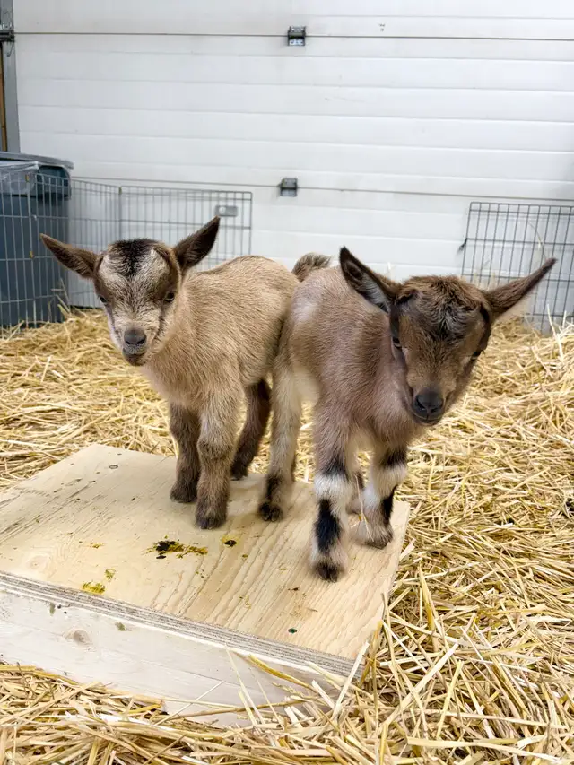Nigerian Dwarf Goats