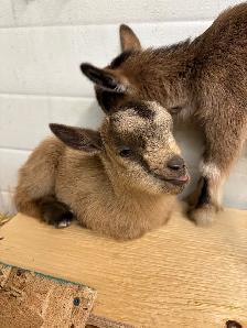 Nigerian Dwarf Goats - Photo 3