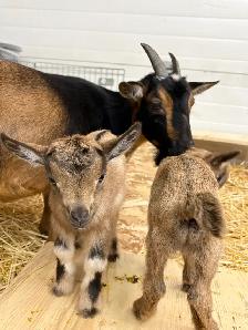 Nigerian Dwarf Goats - Photo 5
