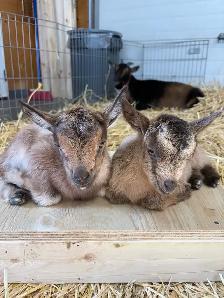 Nigerian Dwarf Goats - Photo 6