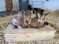 Nigerian Dwarf Goats - Photo 7