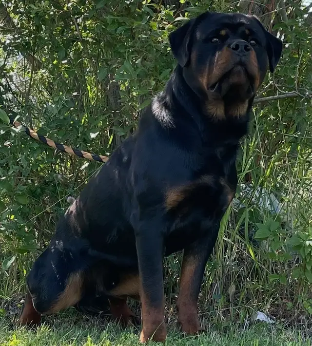 ROTTWEILER PUPPIES PUREBRED
