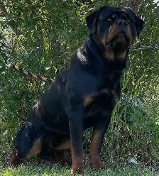 ROTTWEILER PUPPIES PUREBRED
