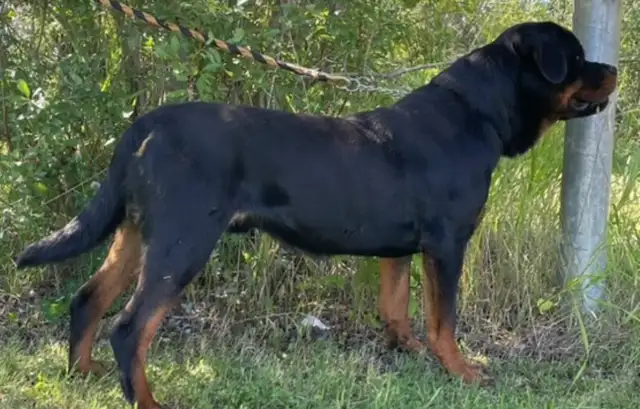 ROTTWEILER PUPPIES PUREBRED - Photo 2