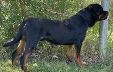 ROTTWEILER PUPPIES PUREBRED - Photo 2