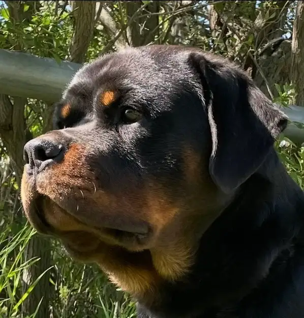 ROTTWEILER PUPPIES PUREBRED - Photo 3