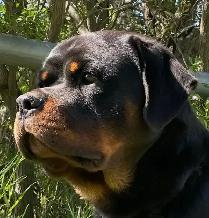 ROTTWEILER PUPPIES PUREBRED - Photo 3